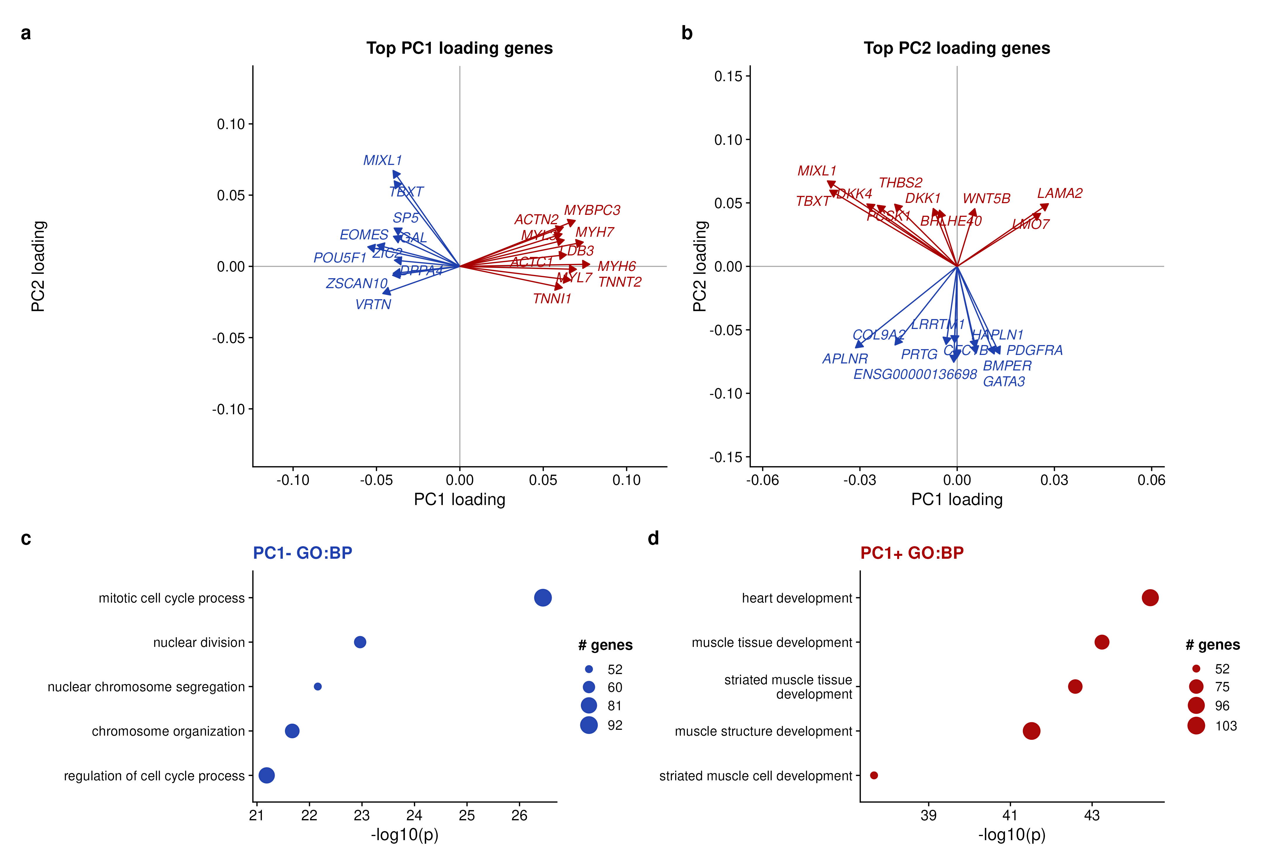 Top PCA loading genes and GO enrichment for positive and negative PC1 loadings.