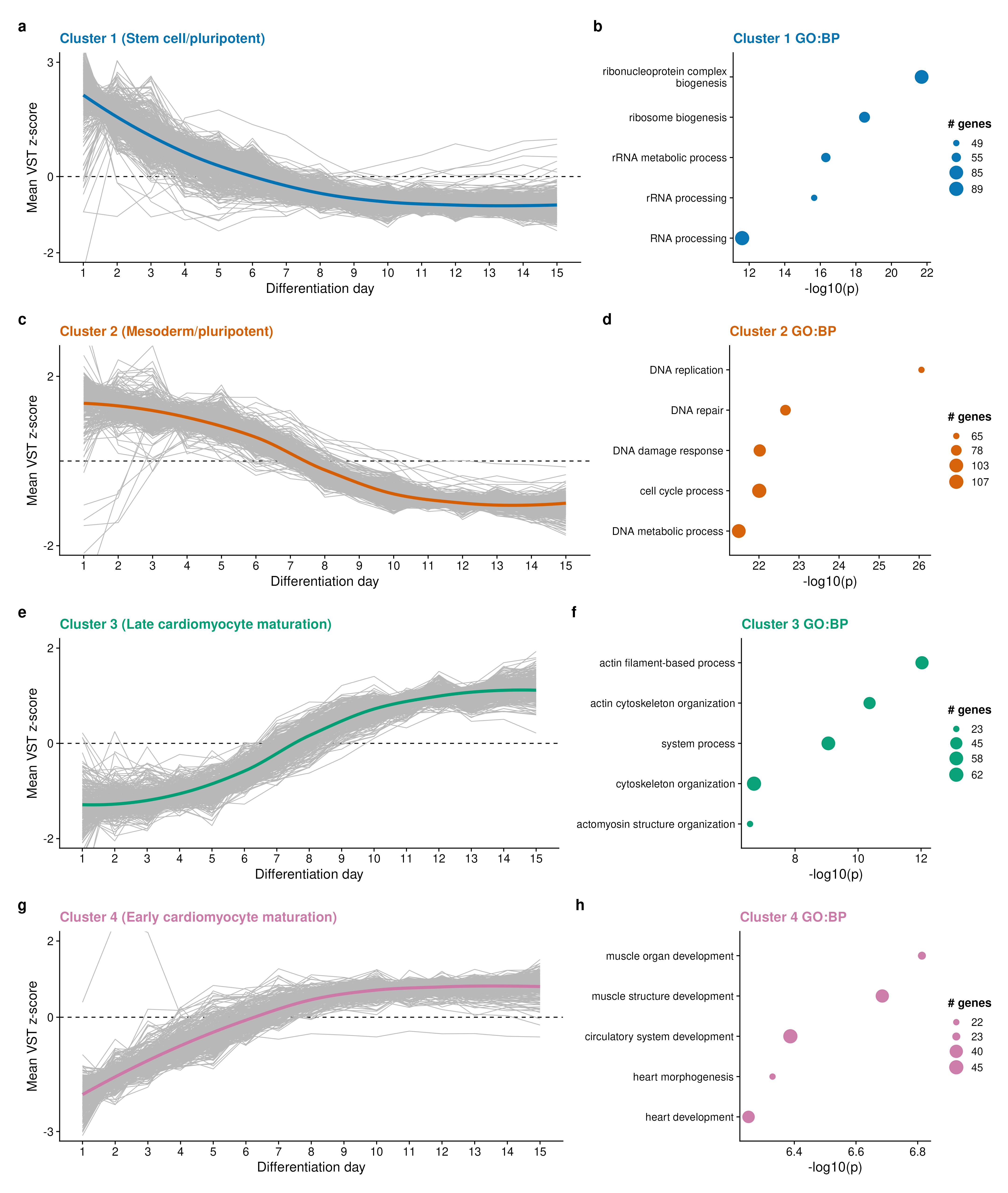 Four temporal expression clusters with their enriched GO biological processes.